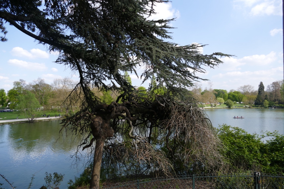 Arbre noueux Arbre noueux