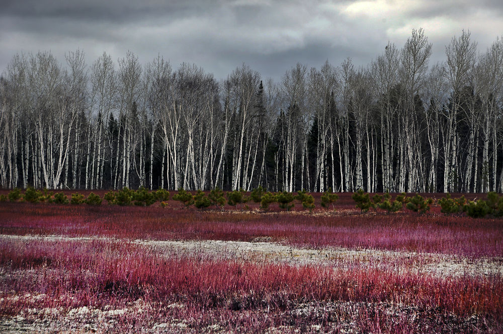 Les bleuets du Lac St Jean