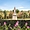 Jardin du Luxembourg : la messagère