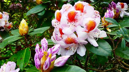 Royal Botanic Garden - Fleurs
