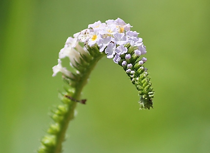 Toute petite fleur