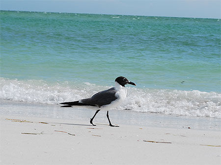 Oiseau sur la plage