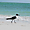 Oiseau sur la plage