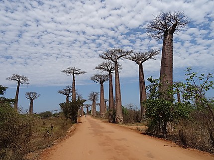 Morondava - Allée des baobabs