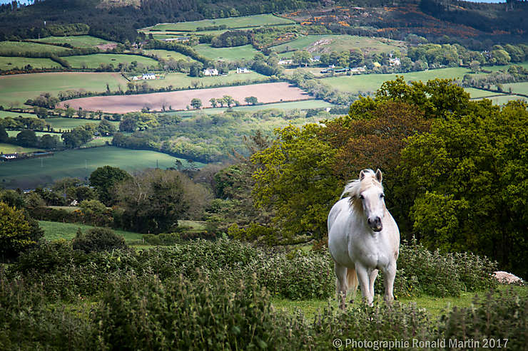 Un cheval irlandais, Comté de Wicklow