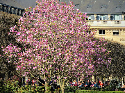 Les Magnolias du Palais-Royal