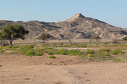 Forêt d'acacias sur la route de Sur à Ras Al-Hadd