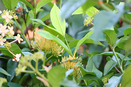 Faune et flore... Faune et flore...