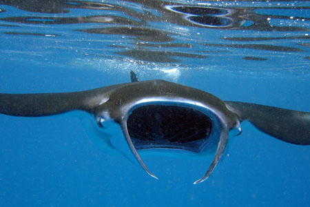 Raie manta