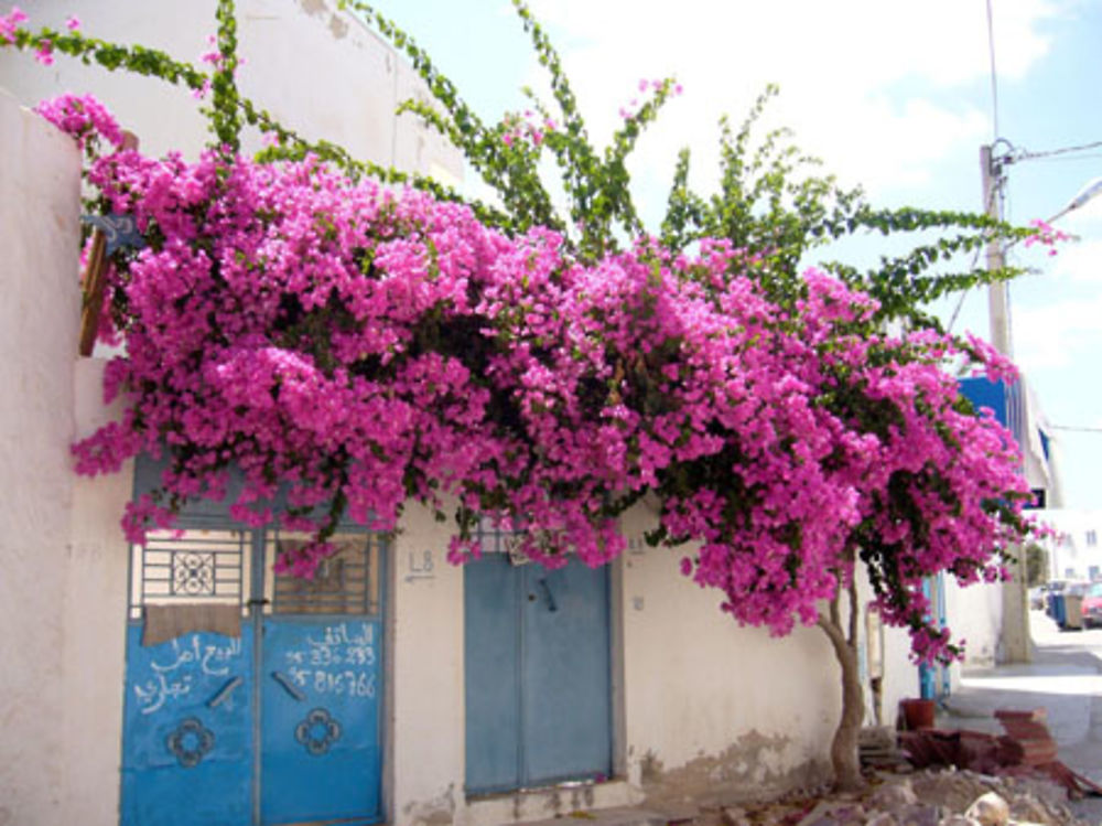 Bougainvillier