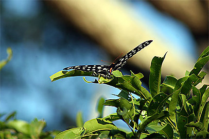 Papillon magnifique de Madagascar