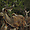 Grands koudous à Chobe
