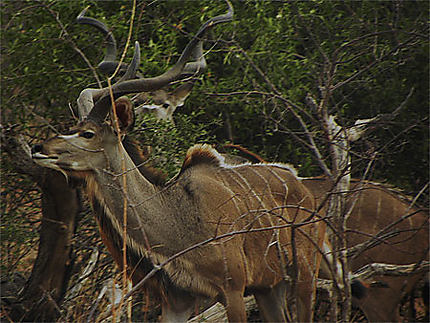 Grands koudous à Chobe
