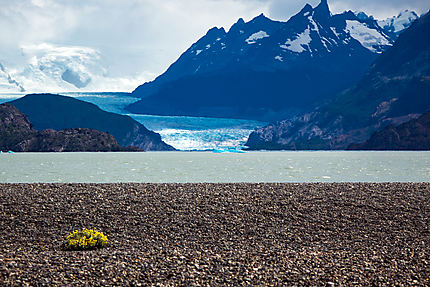 Petit bouquet jaune pour le glacier