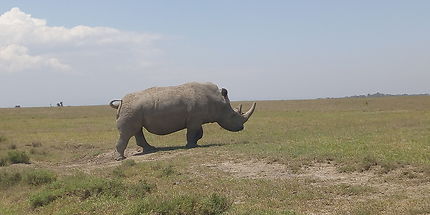 Rhino Blanc