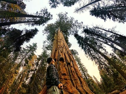 Le Sequoia National Park