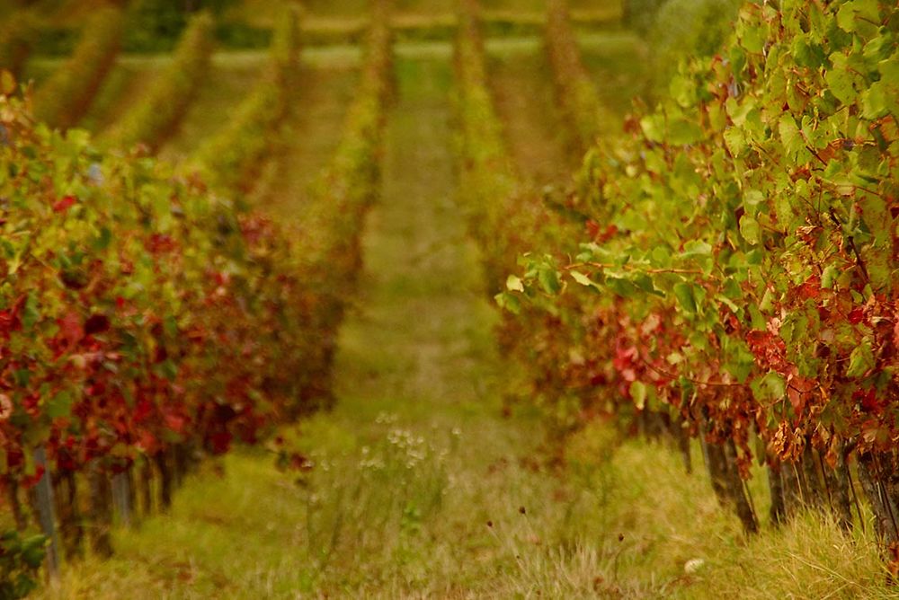 Vignes à Tavarnelle Val di Pesa