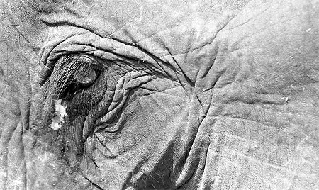 Eléphant Eléphant
