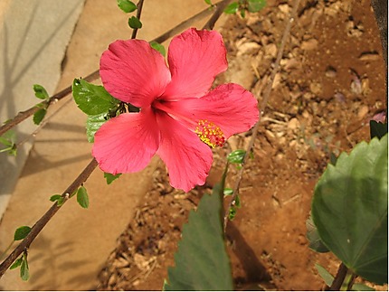 Fleur d'hibiscus 
