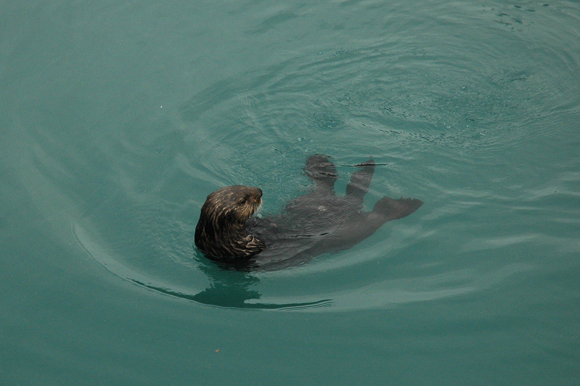 Loutre de mer Loutre de mer