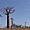 Morondava - Allée des baobabs - Panoramique