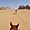 A cheval dans le Wadi Rum
