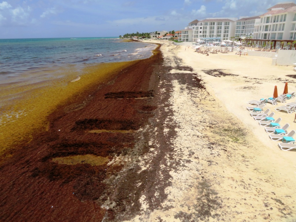 Algues des Sargasses : Plages : Mer : Playa del Carmen : Yucatán : Mexique  : Routard.com