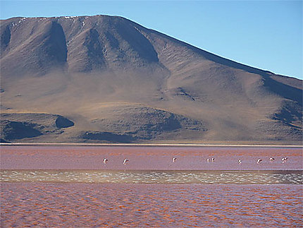 Flamants rouges