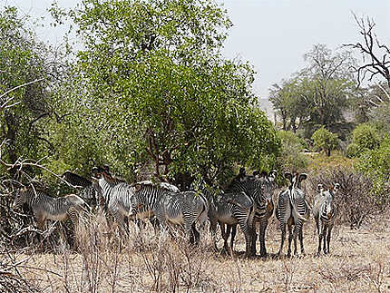 Groupe de Zèbres