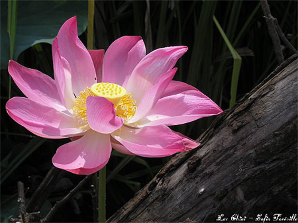 Fleur de Lotus