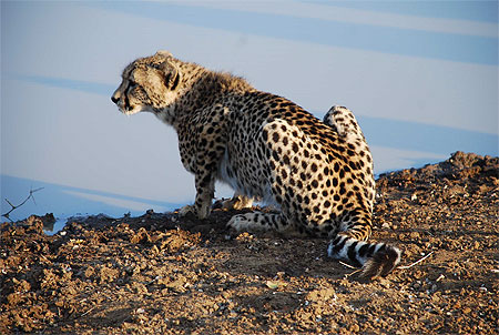 Guépard Guépard