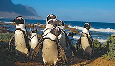 Voyage sur-mesure en Afrique du Sud