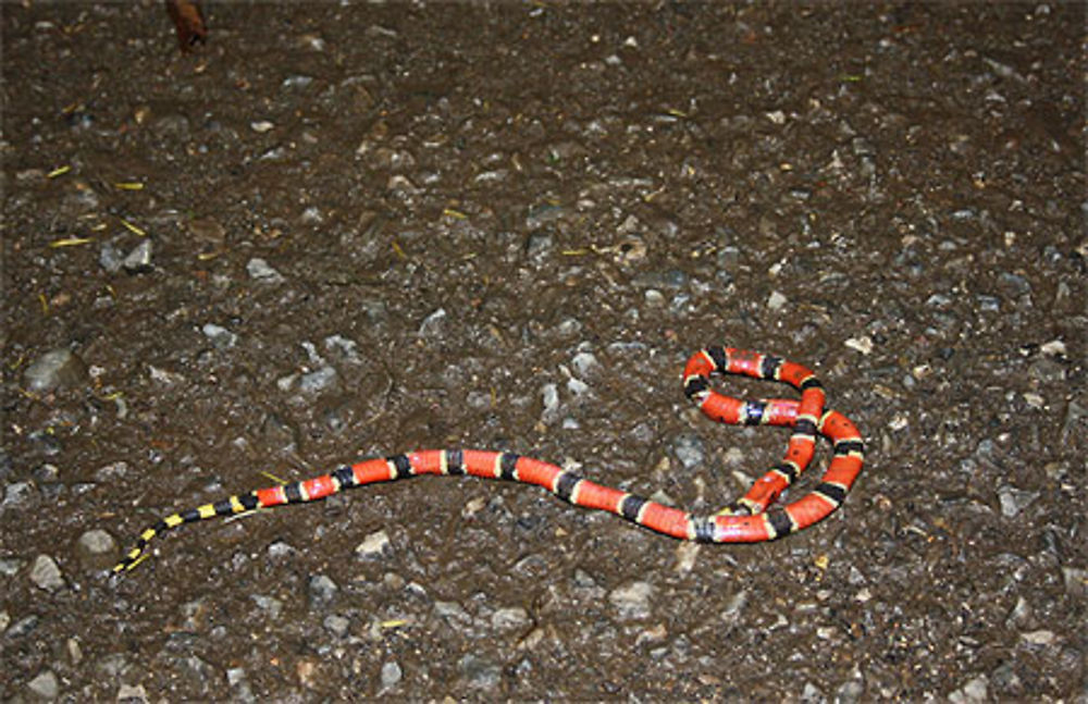 Serpent corail