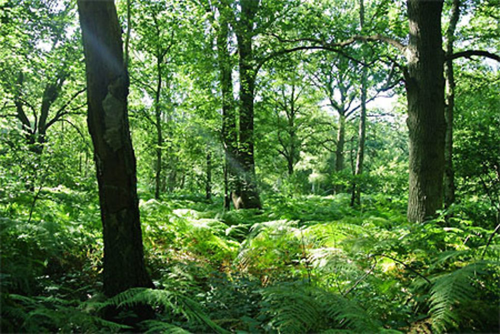 En forêt de Saint Amand