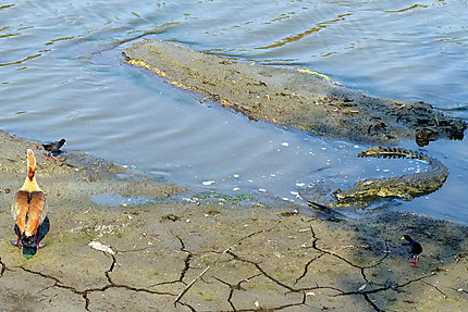 Crocodile en embuscade sur la rivière Olifants