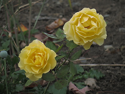 Les roses Jaunes