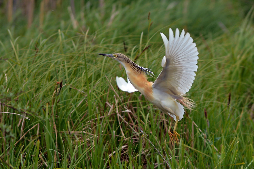 Crabier chevelu