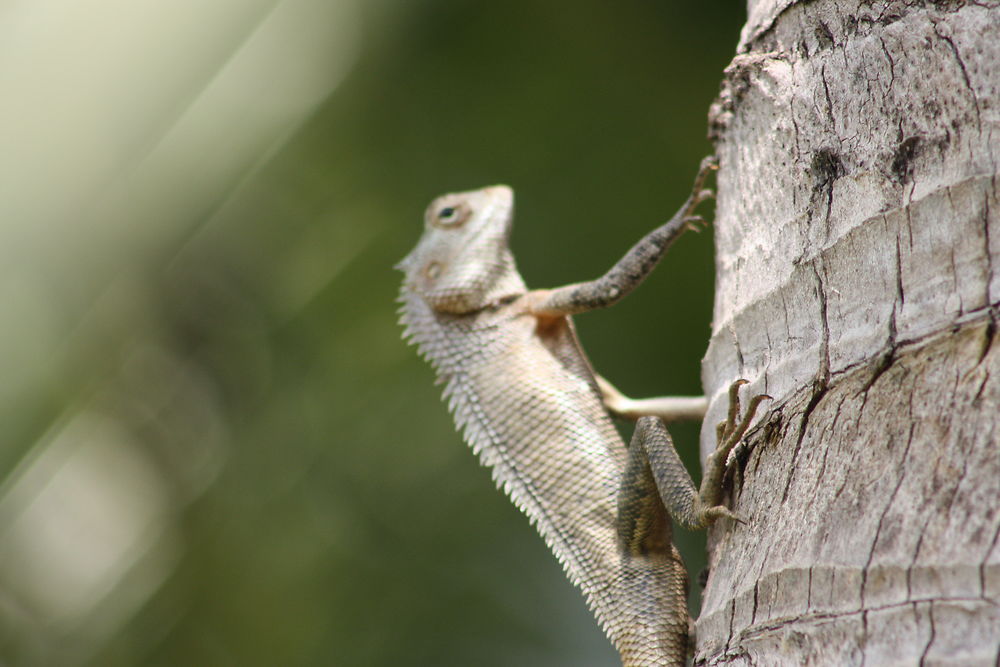 Caméléon