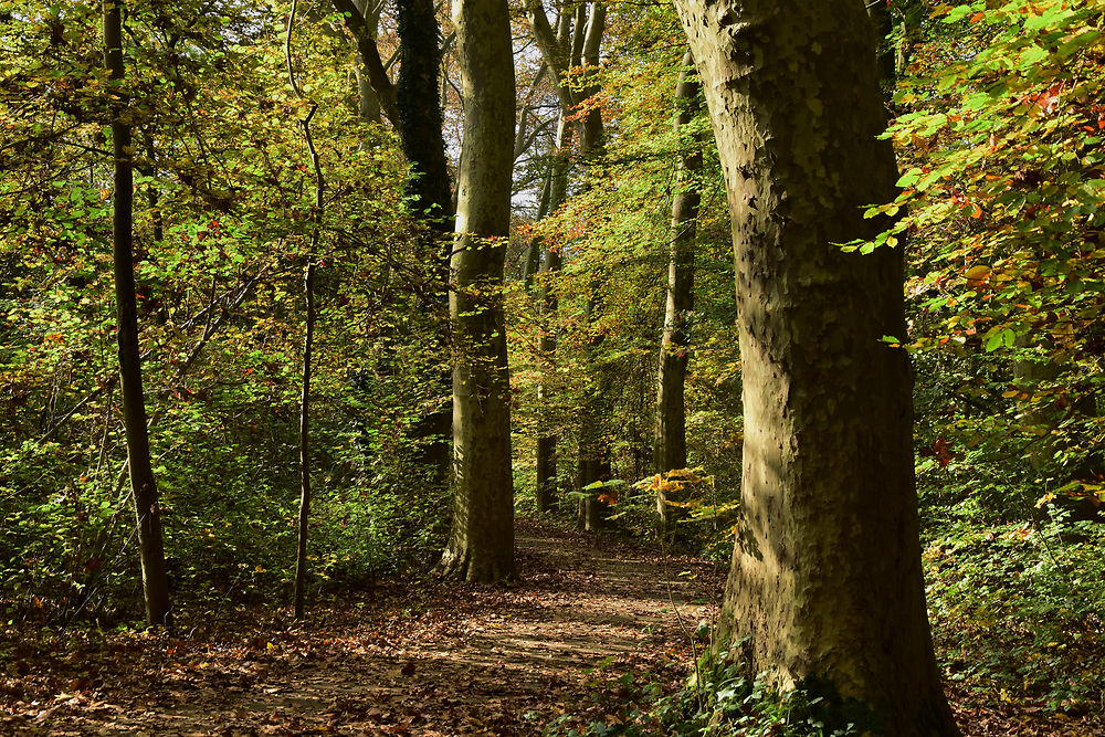 La forêt de Robertsau