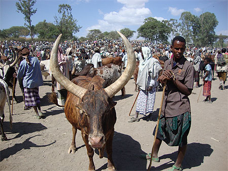 Bovins au marché Bovins au marché