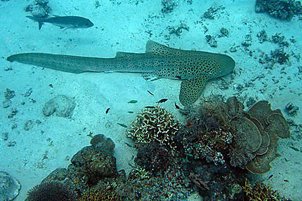 Requin léopard et carangue