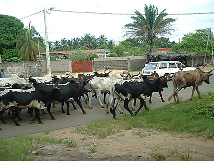 Troupeau de vaches dans la rue