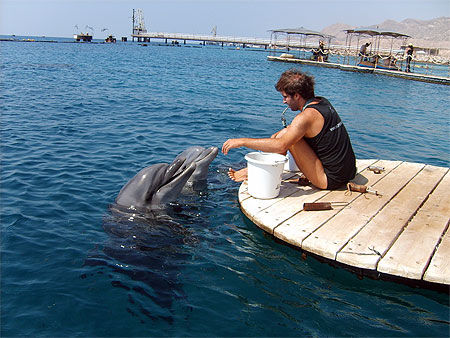Le repas des dauphins de dolphin reef