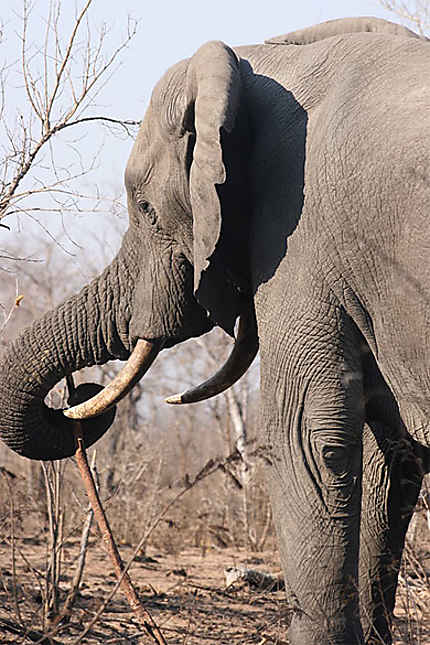 Profil d'éléphant