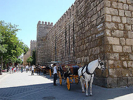 Calèches à Séville