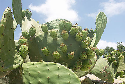 Cactus à Gozo