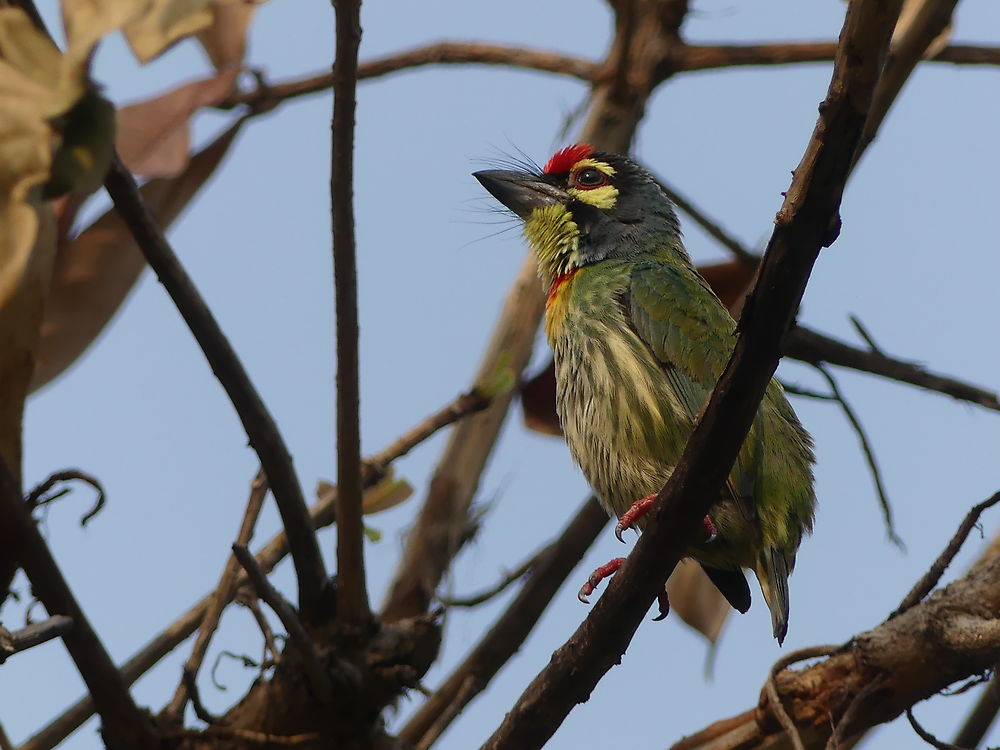 Barbu à plastron rouge