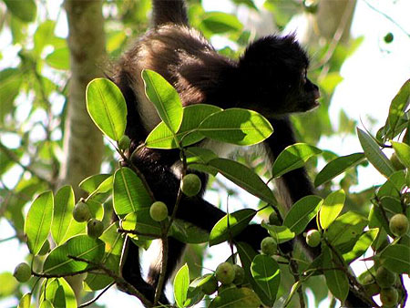 Singe araignée Singe araignée