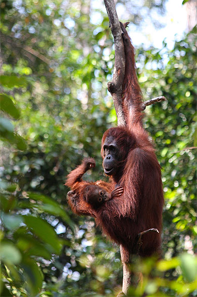 Orangs Outans Orangs Outans