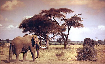 Savane de Massaï-Mara